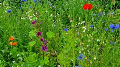 5 inheemse planten die je tuin in april nodig heeft